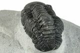 Bargain, Austerops Trilobite - Ofaten, Morocco #287540-2